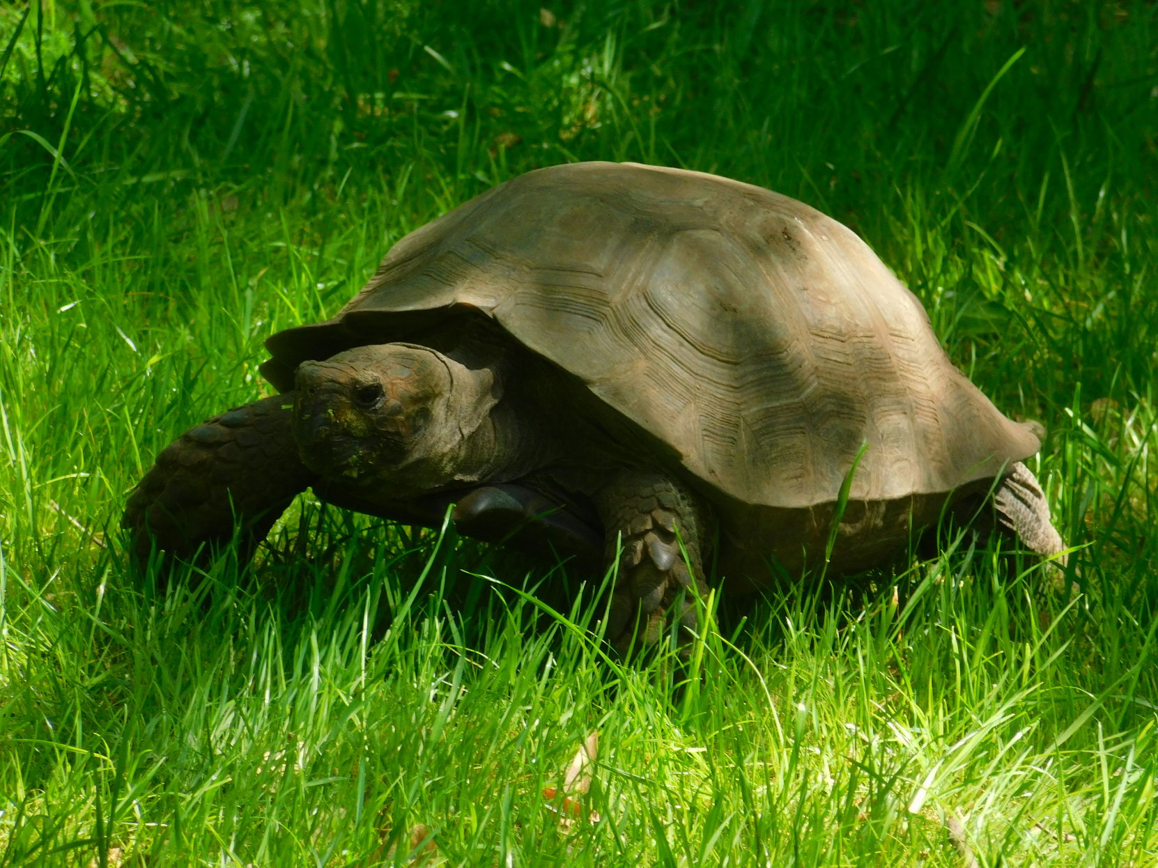 Turtle race